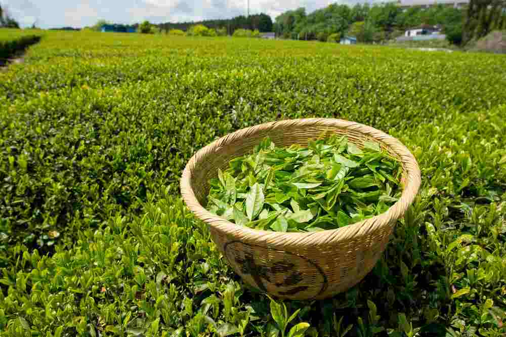 Is Green Tea Good for PCOS? | 7 Surprising Health Benefits