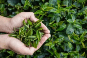 Is Arizona Green Tea Healthy? 6 Key Facts You Should Know