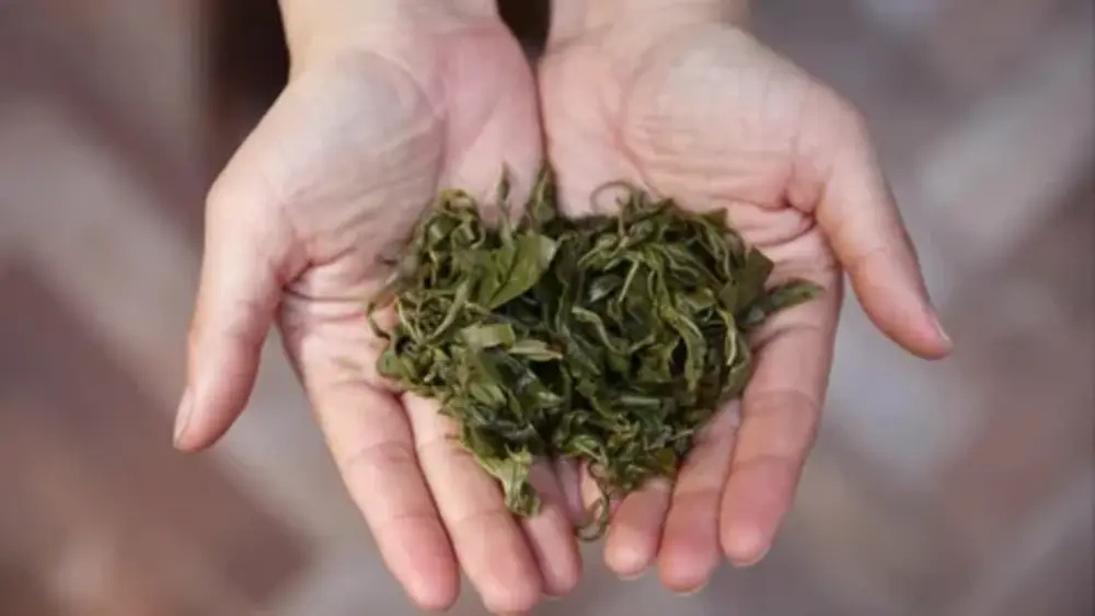Health Benefits of Lung Ching Green Tea