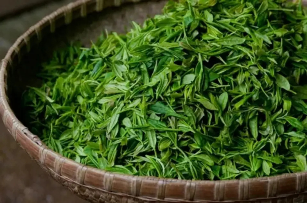 What is Whole Green Tea Leaves