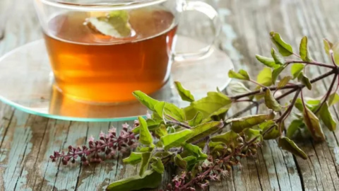 Tulsi and Green Tea: 7 Amazing Health Benefits